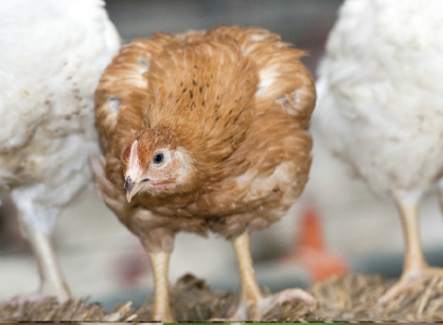 Poultry - Peckstone.com