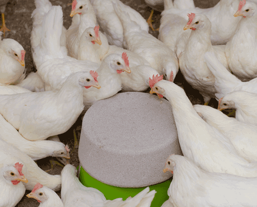 Commercial Poultry Supplies - Peckstone.com